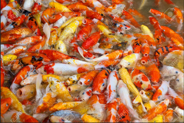 Can you eat carp fish? This is the right way to do it! Fishing Zeal